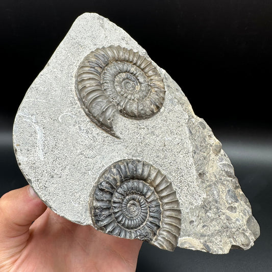 Arnioceras ammonite shell fossil with stand - Whitby, North Yorkshire Jurassic Coast Yorkshire Fossils