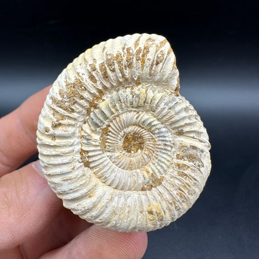 Dichotomosphinctes Ammonite Fossil With Box And Stand - Middle Jurassic Ammonite Madagascar