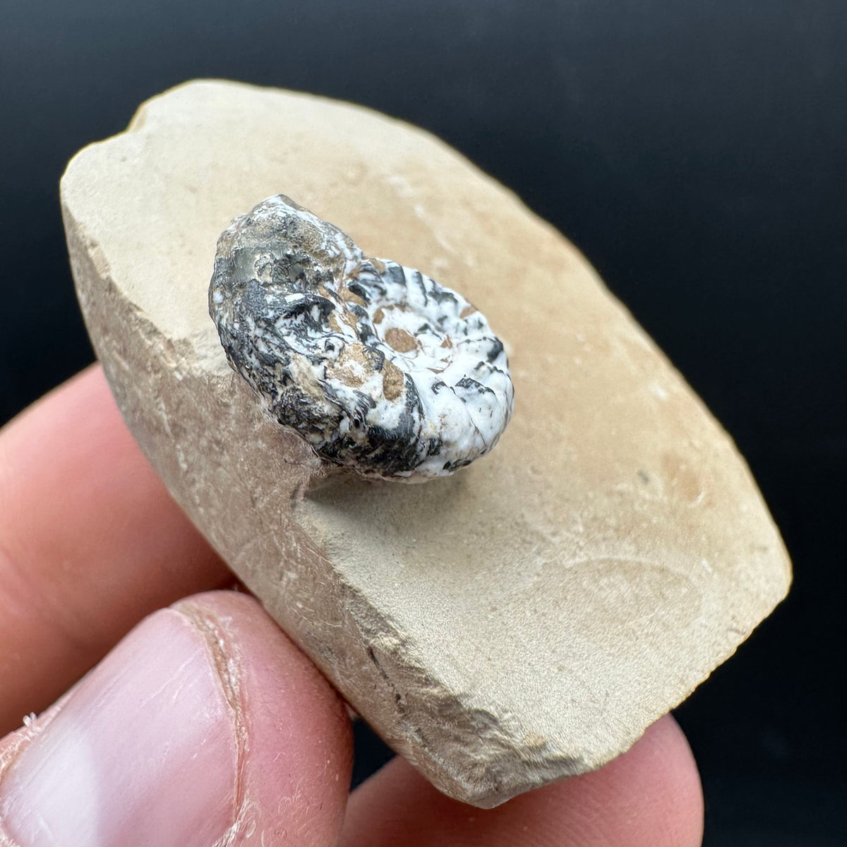 Amaltheus subnodosus Ammonite fossil with stand - Whitby, North Yorkshire Jurassic Coast Yorkshire Fossils