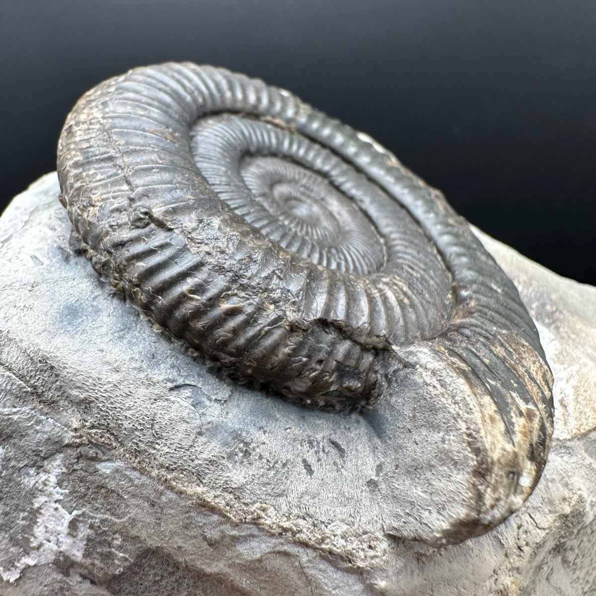Dactylioceras Ammonite Fossil With box and Stand - Whitby, North Yorkshire Jurassic Coast Yorkshire Fossils