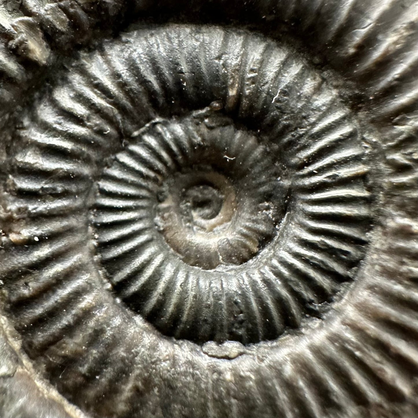 Dactylioceras Ammonite Fossil Gift Set - Whitby, North Yorkshire Jurassic Coast Yorkshire Fossils