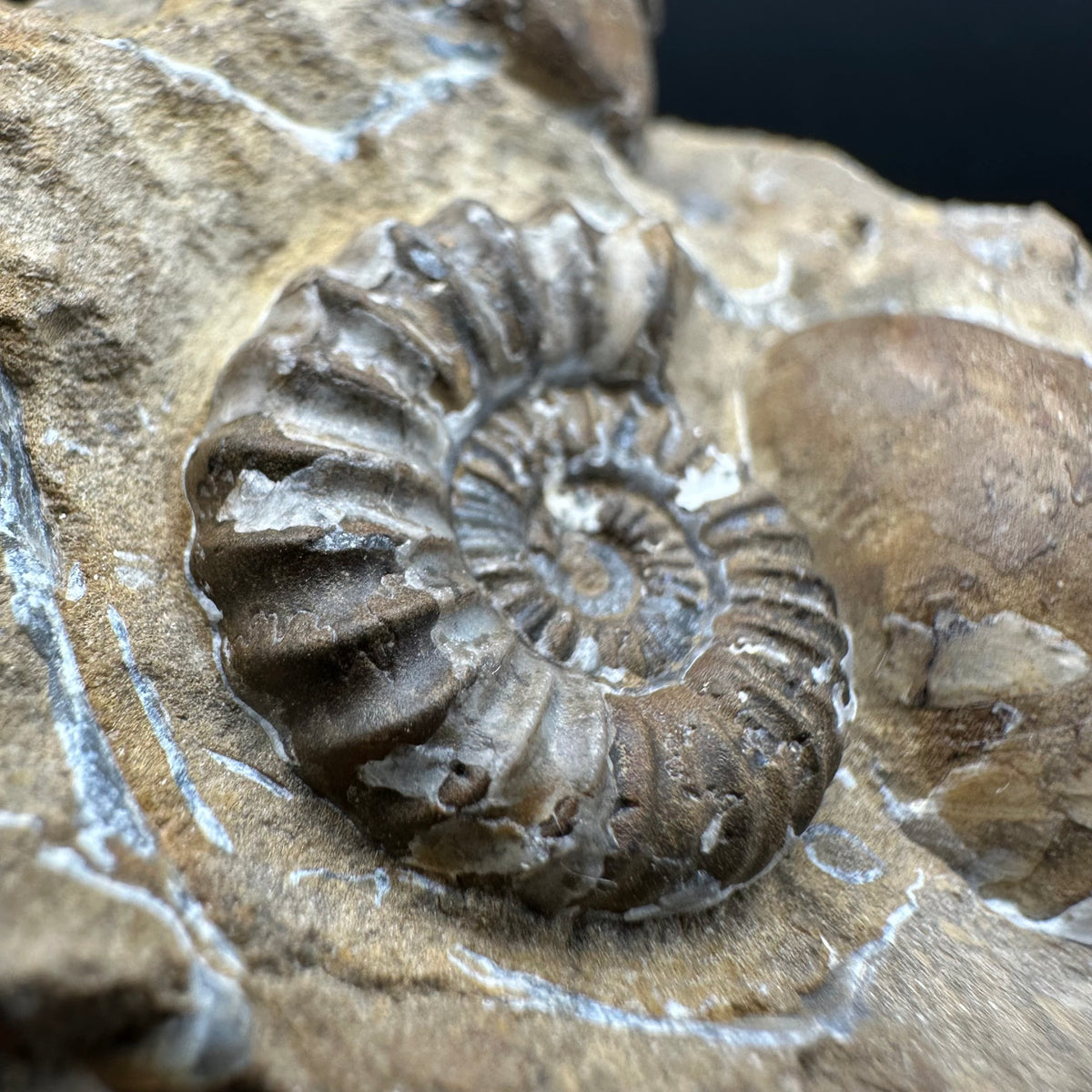 Androgynoceras capricornus Ammonite Fossil With Stand - Whitby, North Yorkshire Jurassic Coast Yorkshire Fossils