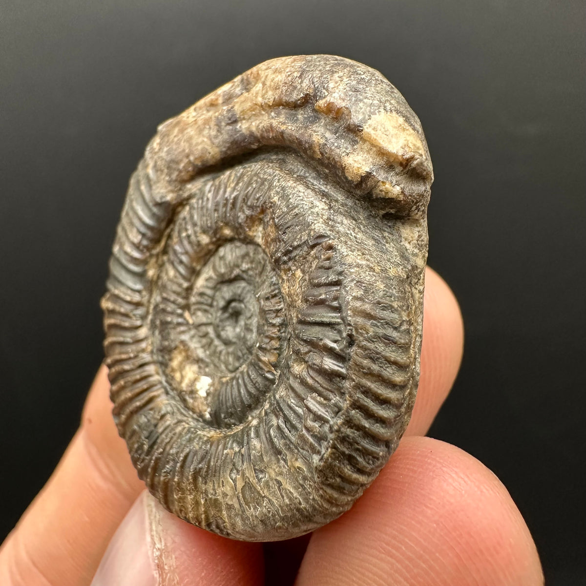 Snakestone Ammonite Fossil With Bag/Box And Stand - Whitby, North Yorkshire Jurassic Coast Yorkshire Fossils