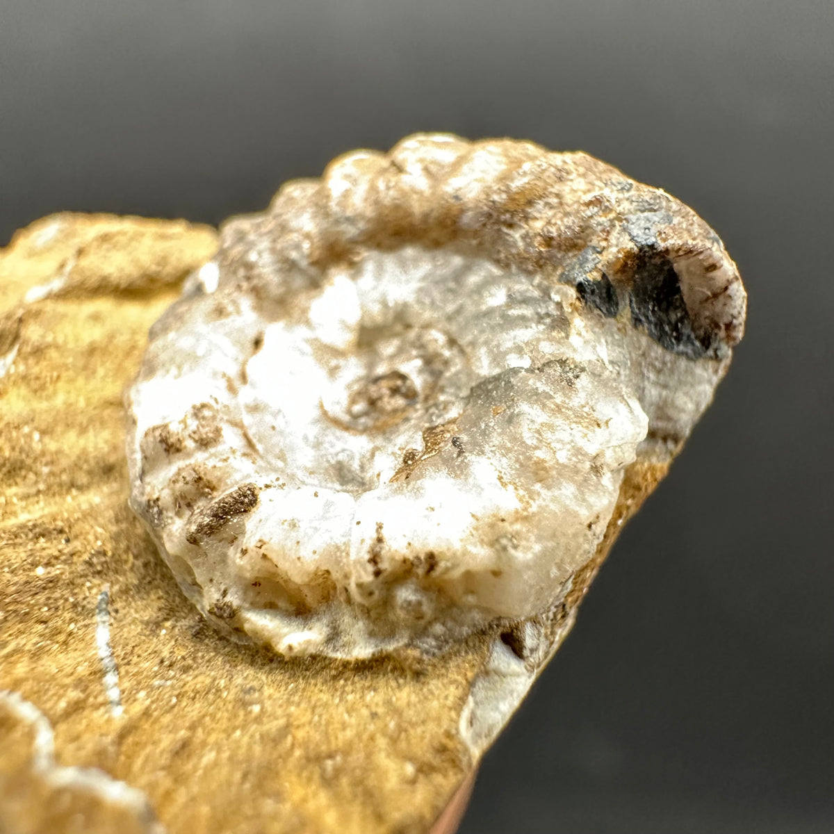 Androgynoceras capricornus Ammonite Fossil With Stand - Whitby, North Yorkshire Jurassic Coast Yorkshire Fossils