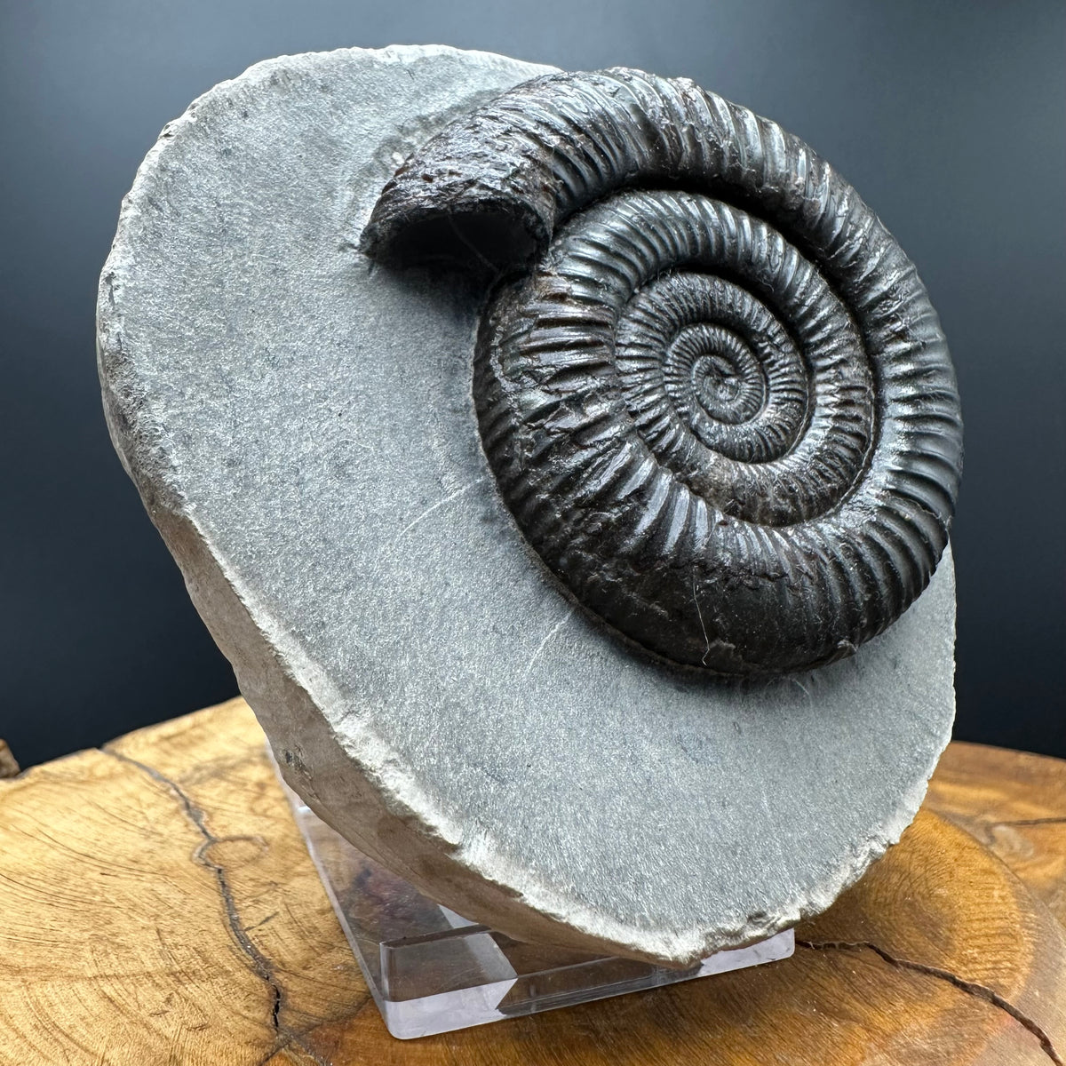 Dactylioceras Ammonite Fossil With box and Stand - Whitby, North Yorkshire Jurassic Coast Yorkshire Fossils