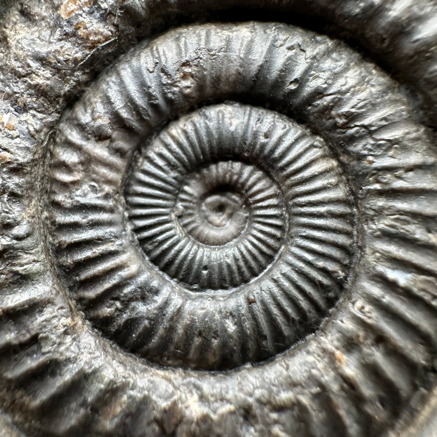 Dactylioceras Ammonite Fossil With box and Stand - Whitby, North Yorkshire Jurassic Coast Yorkshire Fossils