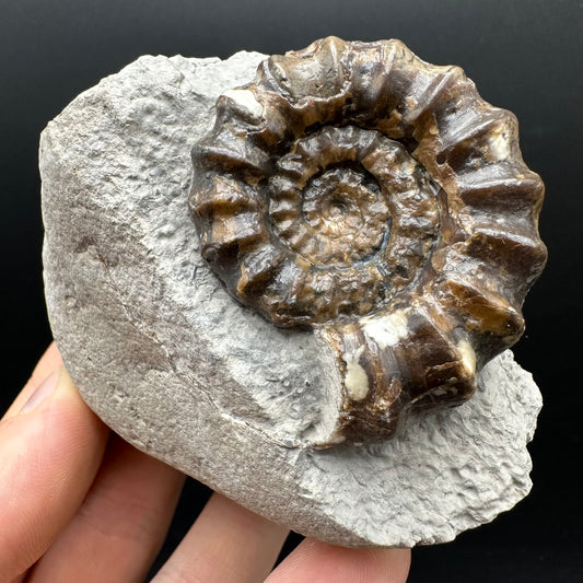 Androgynoceras maculatum ammonite fossil with box and stand - Whitby, North Yorkshire Jurassic Coast Yorkshire Fossils