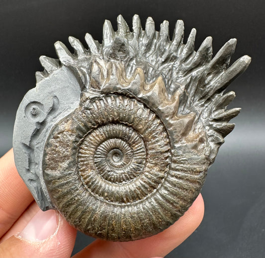 Snakestone Ammonite Fossil With Bag/Box And Stand - Whitby, North Yorkshire Jurassic Coast Yorkshire Fossils