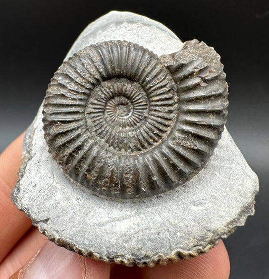 Dactylioceras Ammonite Fossil With Box And Stand - Whitby, North Yorkshire Jurassic Coast Yorkshire Fossils