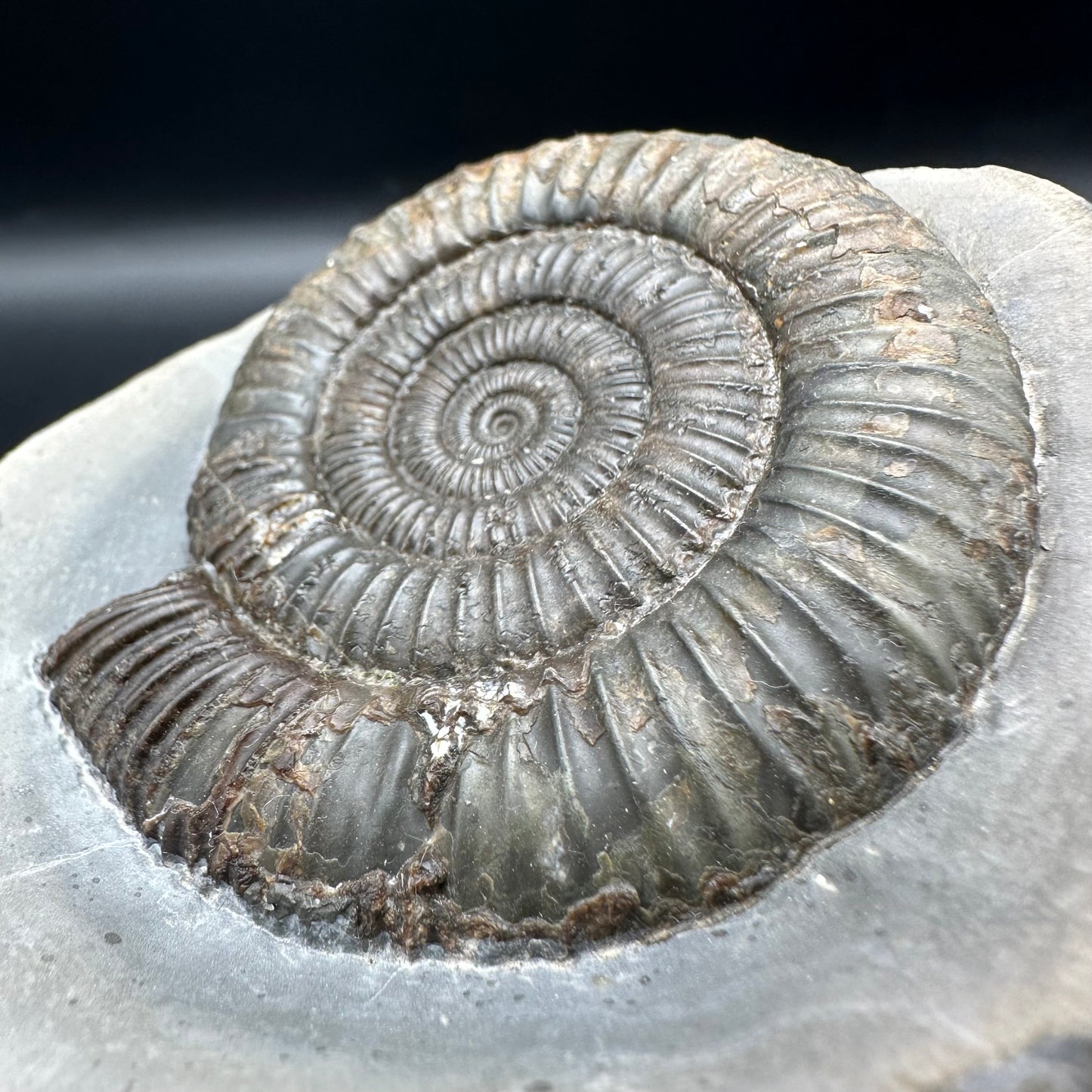 Dactylioceras Ammonite Fossil With Box And Stand - Whitby, North Yorkshire Jurassic Coast Yorkshire Fossils