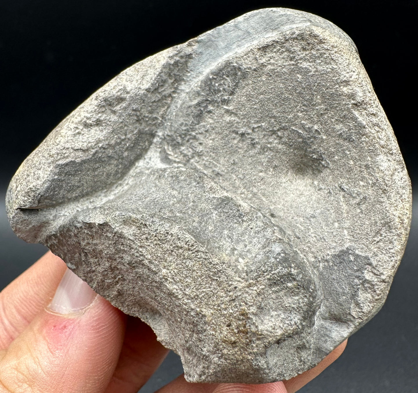 Ichthyosaur Vertebra fossil with box and stand - Whitby, North Yorkshire Jurassic Coast, Yorkshire fossils found on the Jurassic Coast