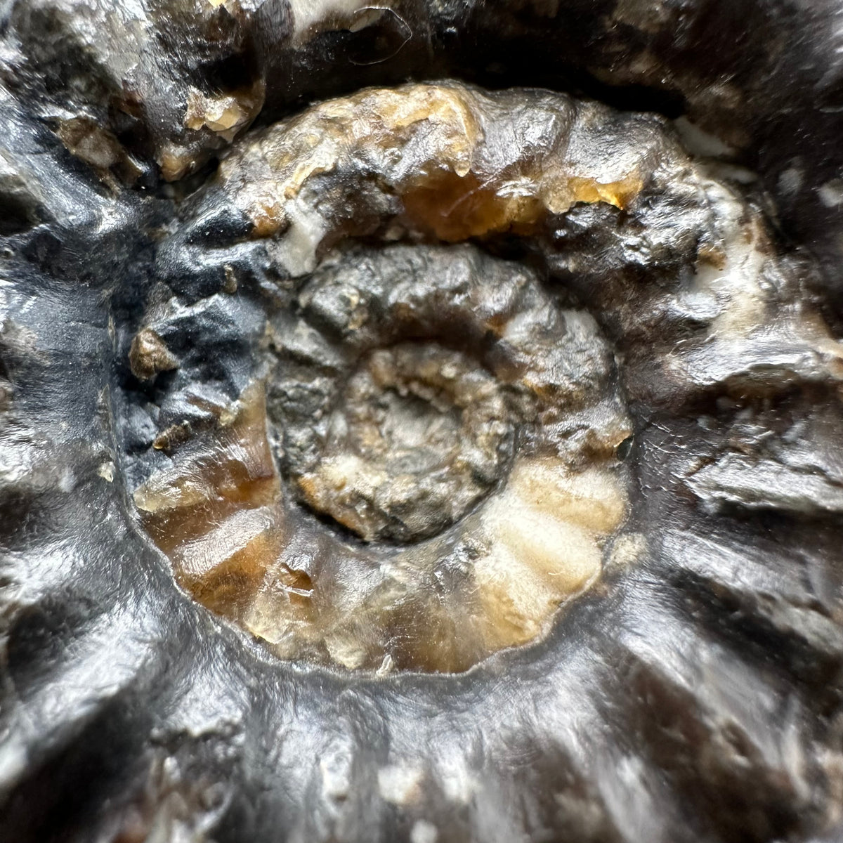 Androgynoceras maculatum ammonite fossil with box and stand - Whitby, North Yorkshire Jurassic Coast Yorkshire Fossils