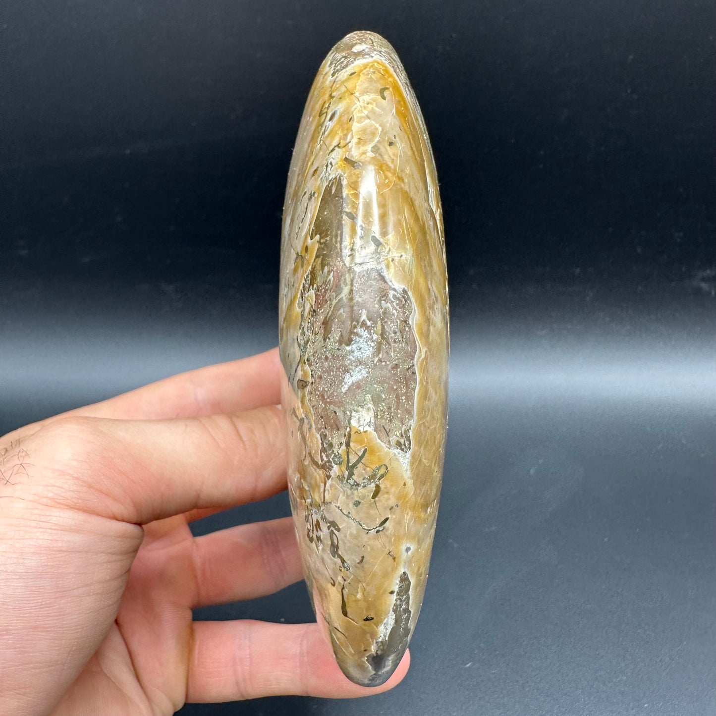 Cleoniceras Ammonite Fossil With Stand - Cretaceous Ammonite Madagascar