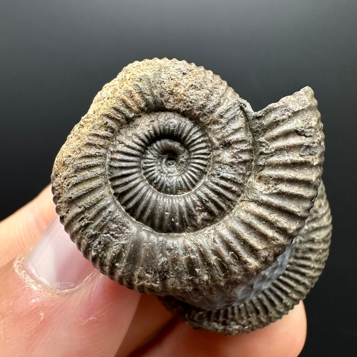 Dactylioceras Ammonite Fossil With Stand - Whitby, North Yorkshire Jurassic Coast Yorkshire Fossils