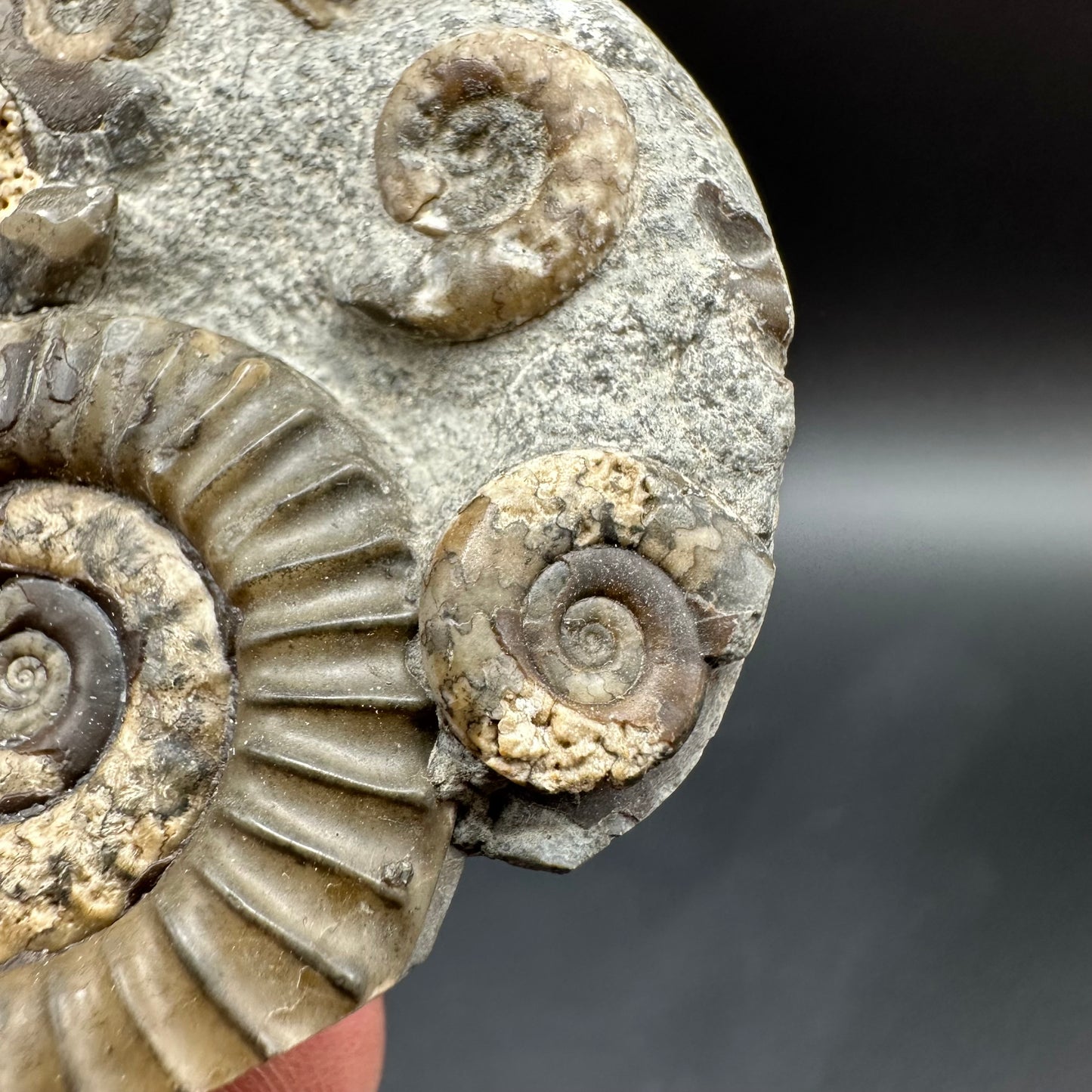 Arnioceras ammonite shell fossil with box and stand - Whitby, North Yorkshire Jurassic Coast Yorkshire Fossils