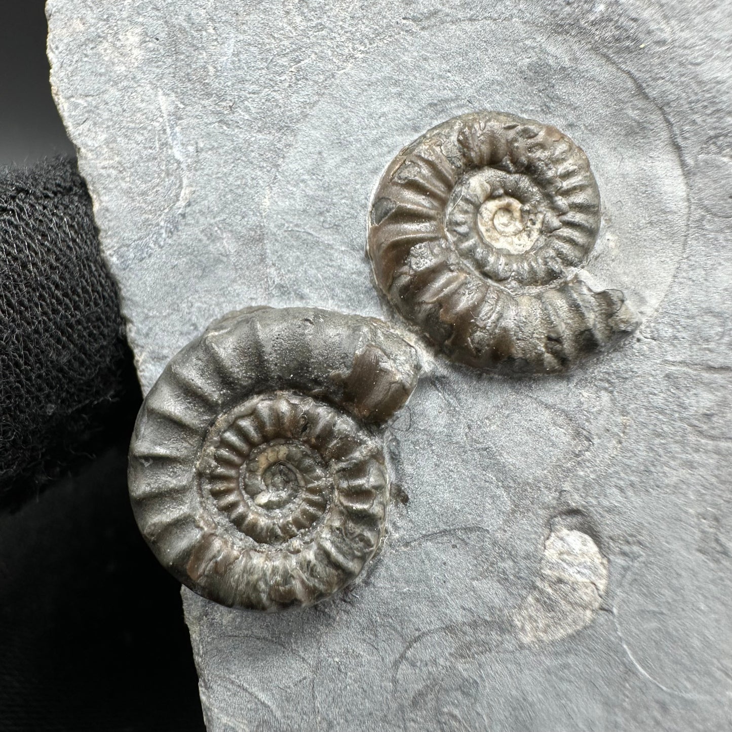 Arnioceras ammonite shell fossil with stand - Whitby, North Yorkshire Jurassic Coast Yorkshire Fossils