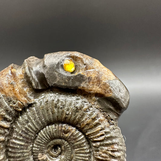Snakestone Ammonite Fossil With Bag/Box And Stand - Whitby, North Yorkshire Jurassic Coast Yorkshire Fossils