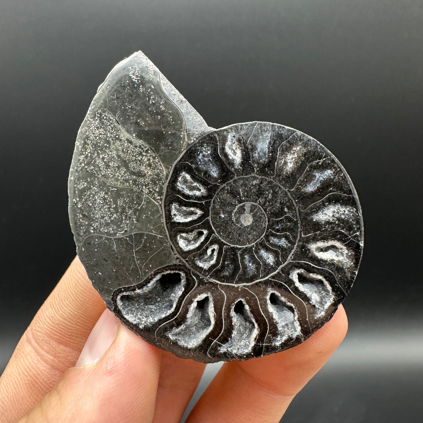 Cleoniceras Ammonite Cut And Polished Fossil Pair With Box And Stand - Cretaceous Ammonite Madagascar