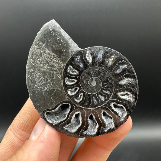 Cleoniceras Ammonite Cut And Polished Fossil Pair With Box And Stand - Cretaceous Ammonite Madagascar