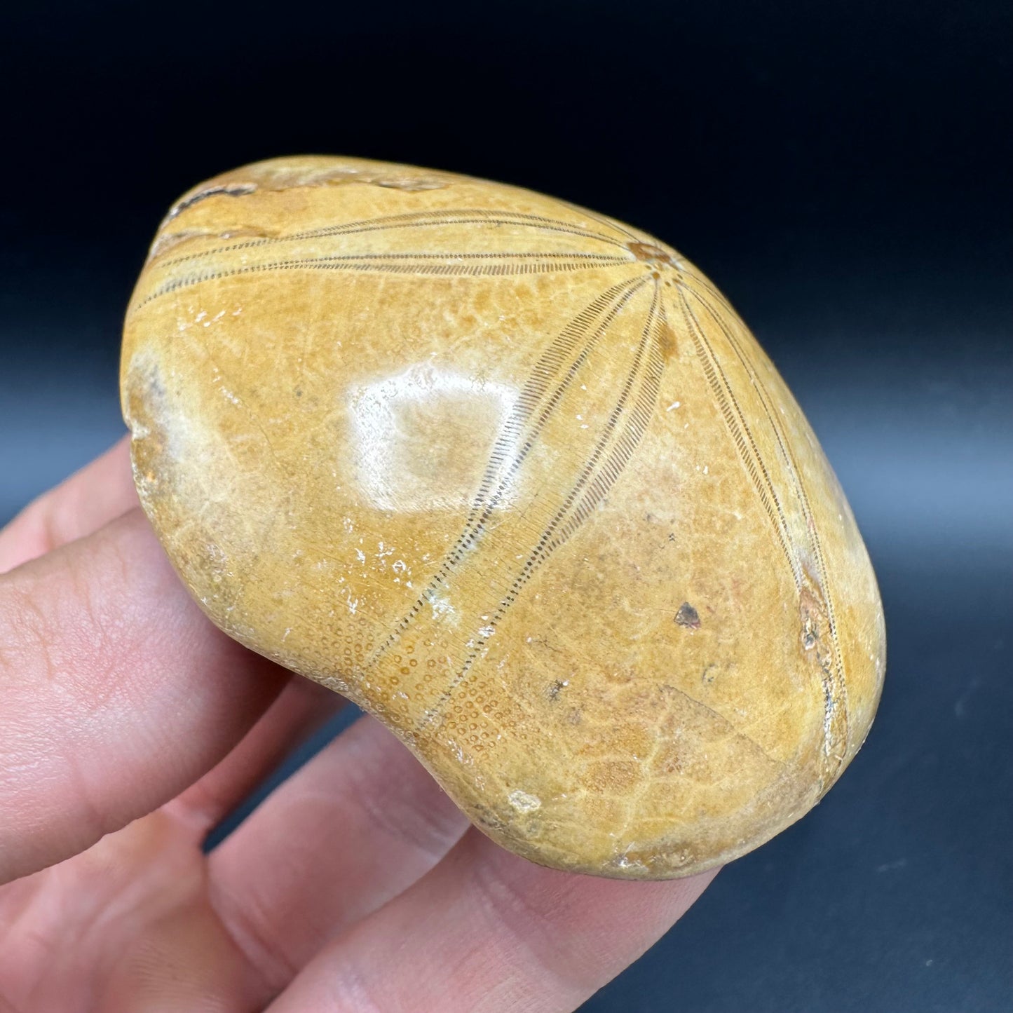 Holectypus Sea Urchin Fossil With Box And Stand - Middle Jurassic Madagascar