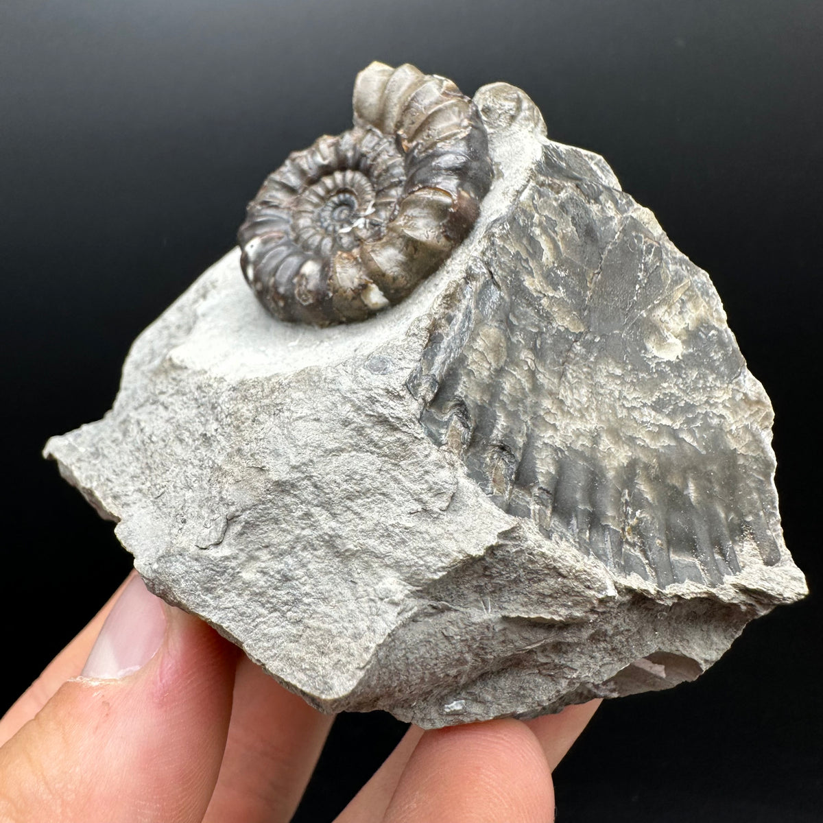 Androgynoceras maculatum ammonite fossil with box and stand - Whitby, North Yorkshire Jurassic Coast Yorkshire Fossils