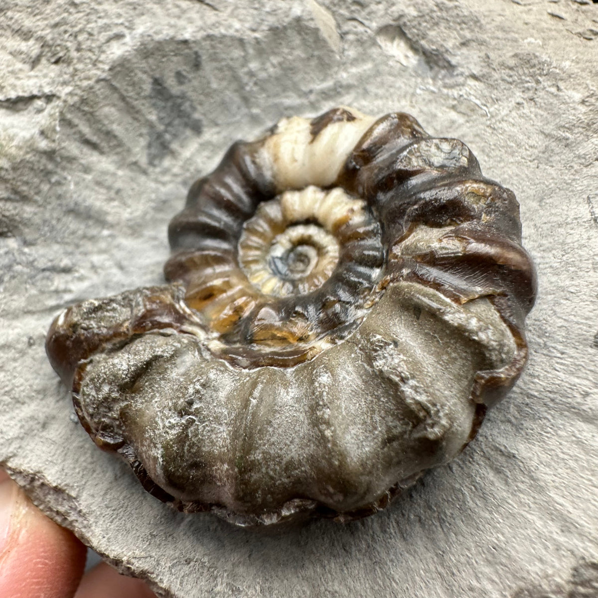 Androgynoceras maculatum ammonite fossil with box and stand - Whitby, North Yorkshire Jurassic Coast Yorkshire Fossils