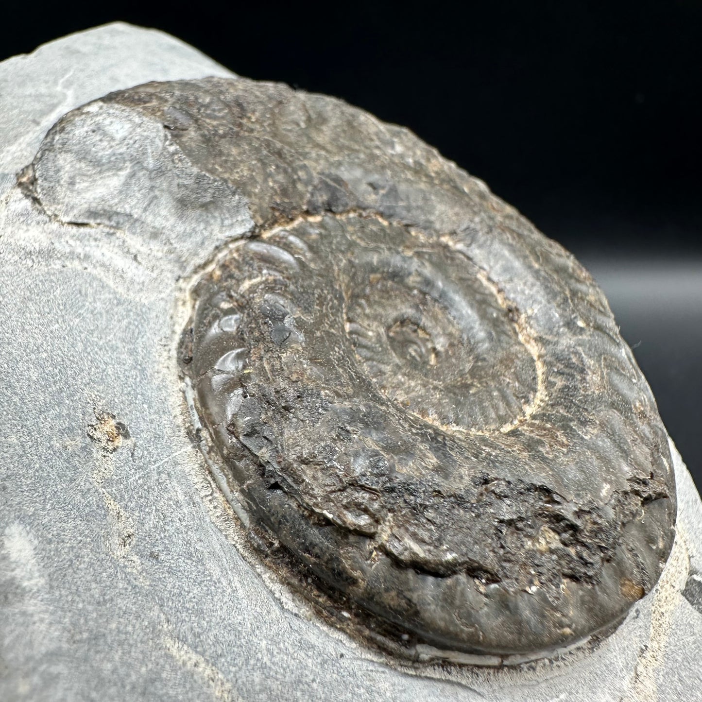 Hildoceras lusitanicum Ammonite fossil with box and stand - Whitby, North Yorkshire, Jurassic Coast, Yorkshire Fossils from the Jurassic Coast