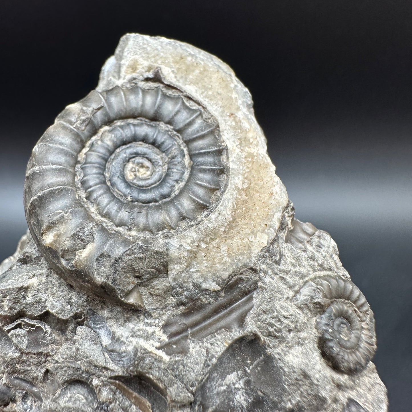 Arnioceras ammonite shell fossil with box and stand - Whitby, North Yorkshire Jurassic Coast Yorkshire Fossils