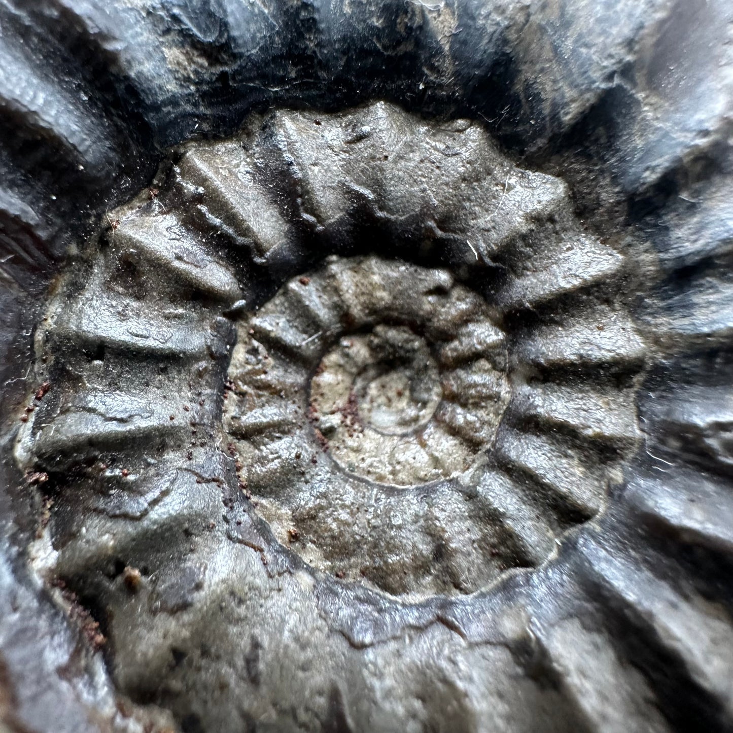 Androgynoceras maculatum Ammonite fossil with gift box and stand - Whitby, North Yorkshire Jurassic Coast Yorkshire Fossils