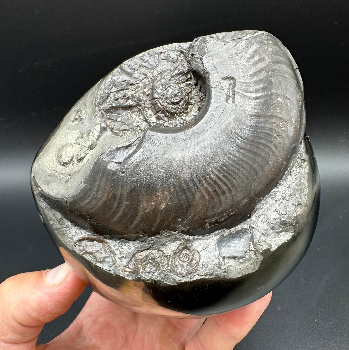 Golden Egg (GENUINE) Ammonite Fossil With Stand - Whitby, North Yorkshire Jurassic Coast Yorkshire Fossils