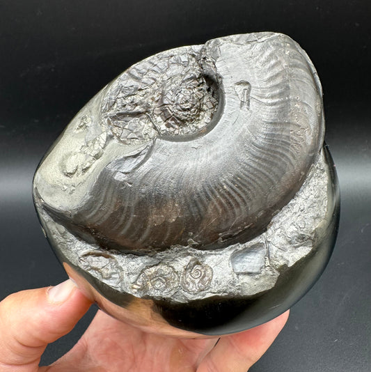 Golden Egg (GENUINE) Ammonite Fossil With Stand - Whitby, North Yorkshire Jurassic Coast Yorkshire Fossils