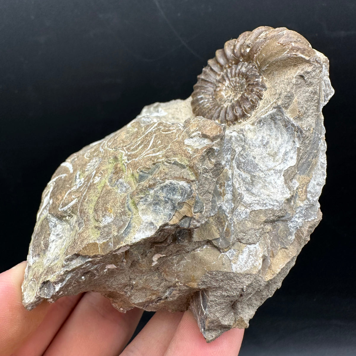 Androgynoceras capricornus Ammonite Fossil With Stand - Whitby, North Yorkshire Jurassic Coast Yorkshire Fossils