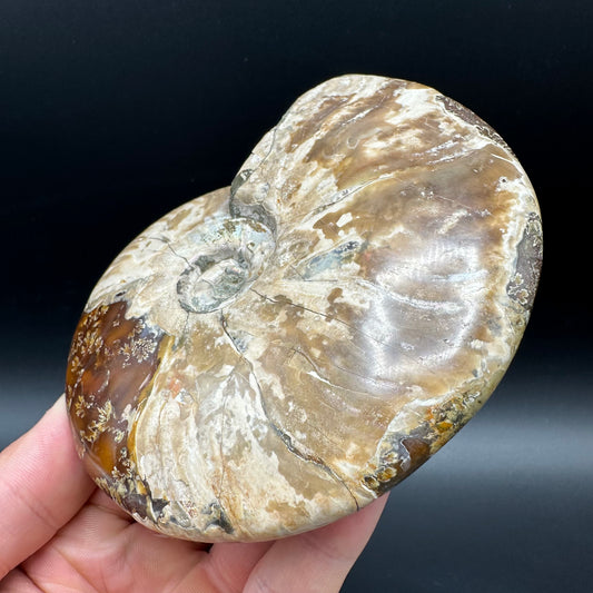 Cleoniceras Ammonite Fossil With Box And Stand - Cretaceous Ammonite Madagascar