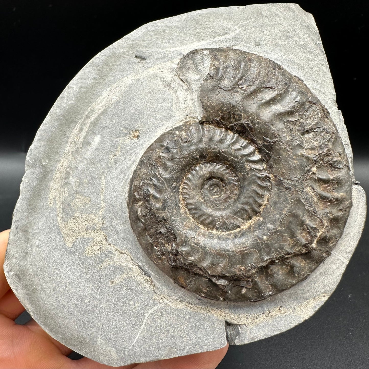 Hildoceras lusitanicum Ammonite fossil with box and stand - Whitby, North Yorkshire, Jurassic Coast, Yorkshire Fossils from the Jurassic Coast