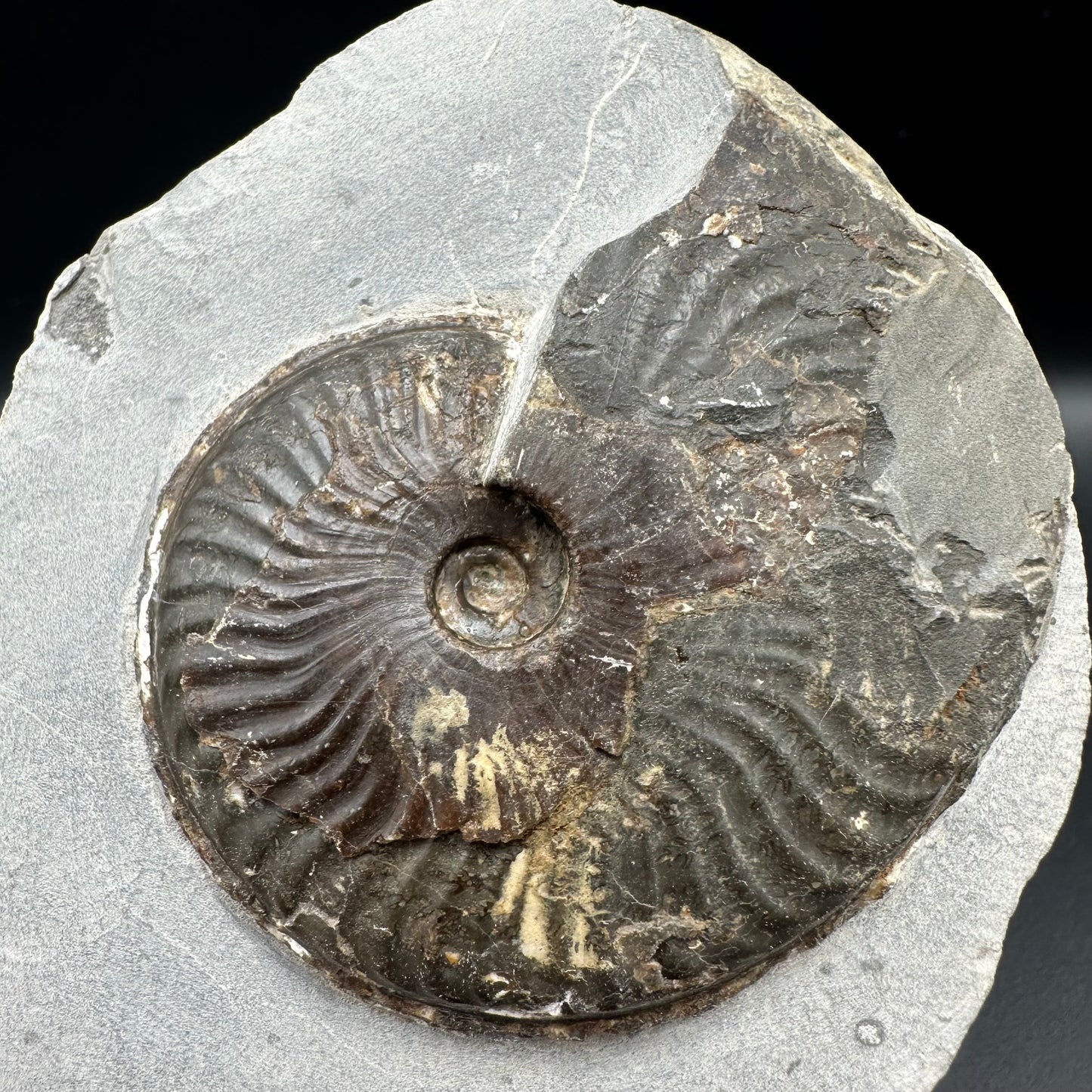 Pseudolioceras lythense Ammonite fossil with box and stand - Whitby, North Yorkshire, Yorkshire Fossils on the Jurassic Coast