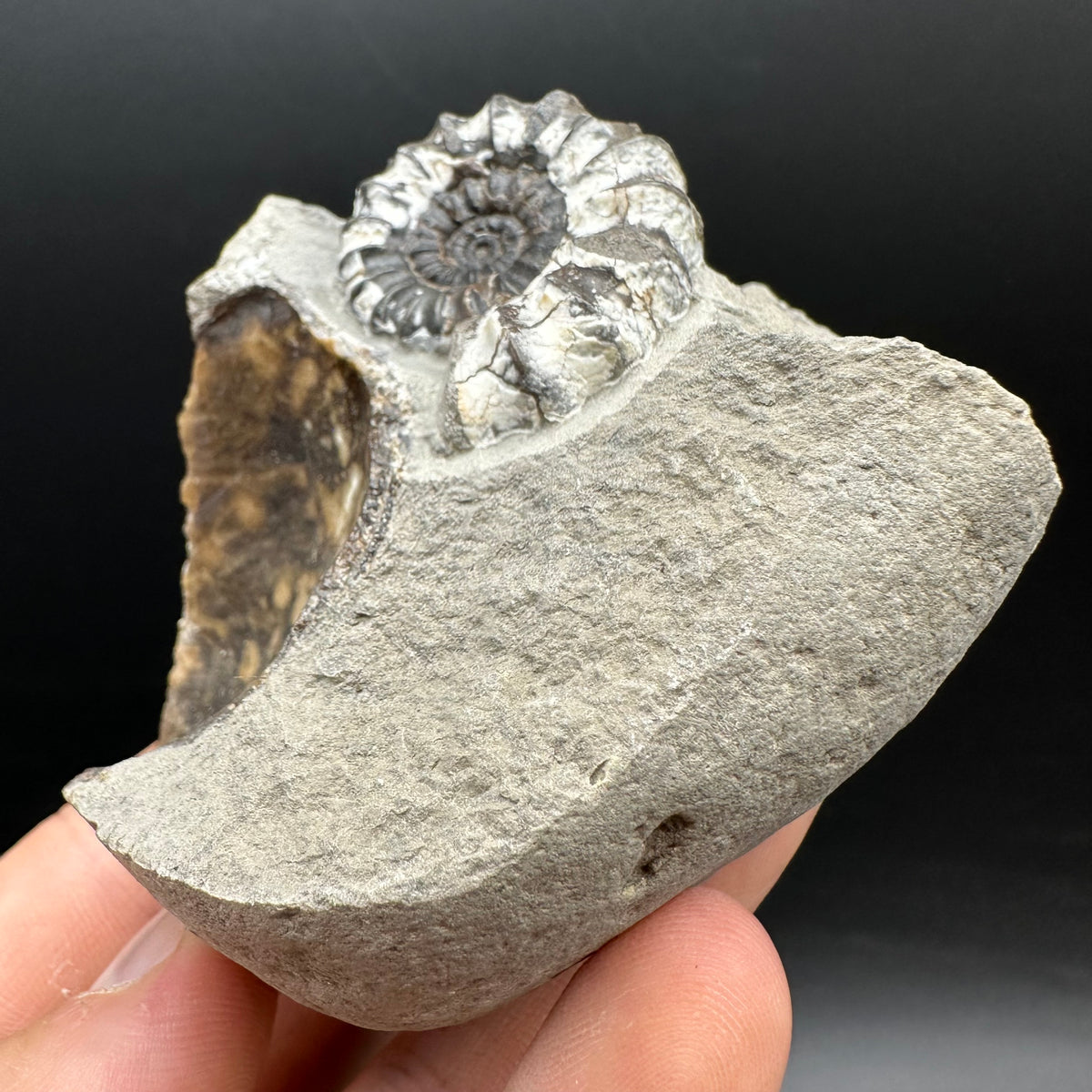 Androgynoceras maculatum ammonite fossil with box and stand - Whitby, North Yorkshire Jurassic Coast Yorkshire Fossils
