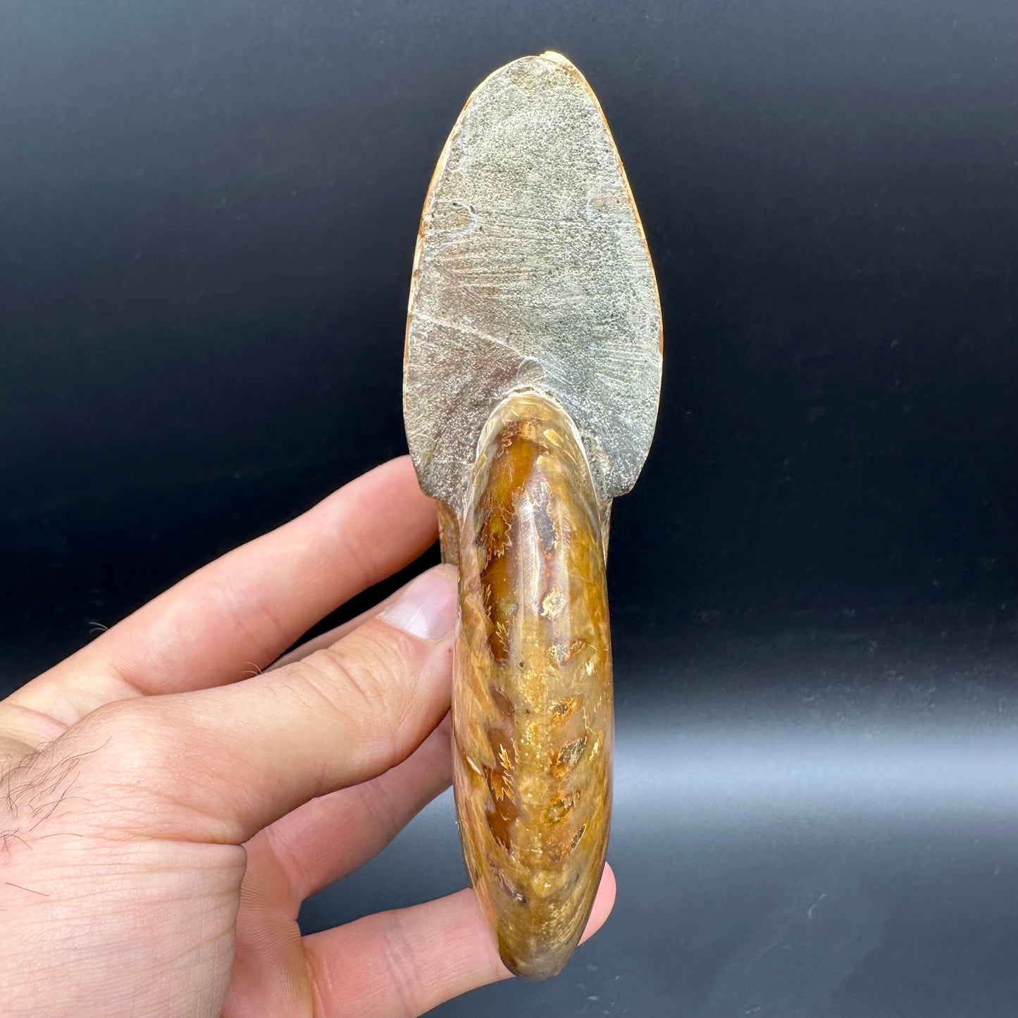 Cleoniceras Ammonite Fossil With Stand - Cretaceous Ammonite Madagascar