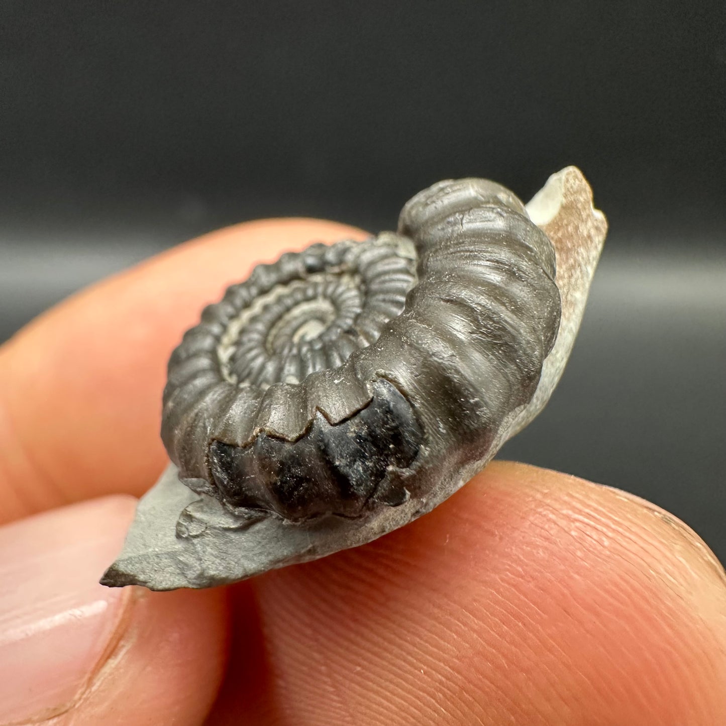 Gagaticeras Ammonite fossil with box and stand - Whitby, North Yorkshire Jurassic Coast Yorkshire Fossils