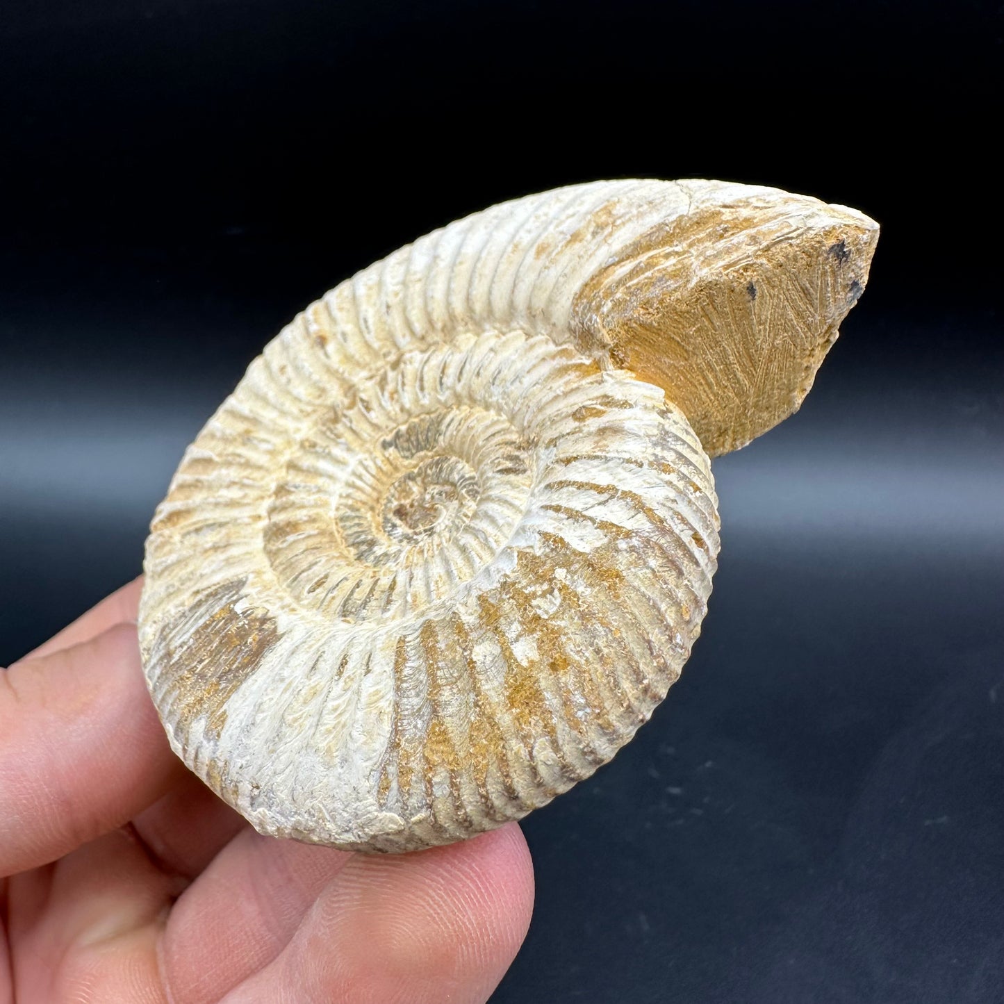 Dichotomosphinctes Ammonite Fossil With Box And Stand - Middle Jurassic Ammonite Madagascar