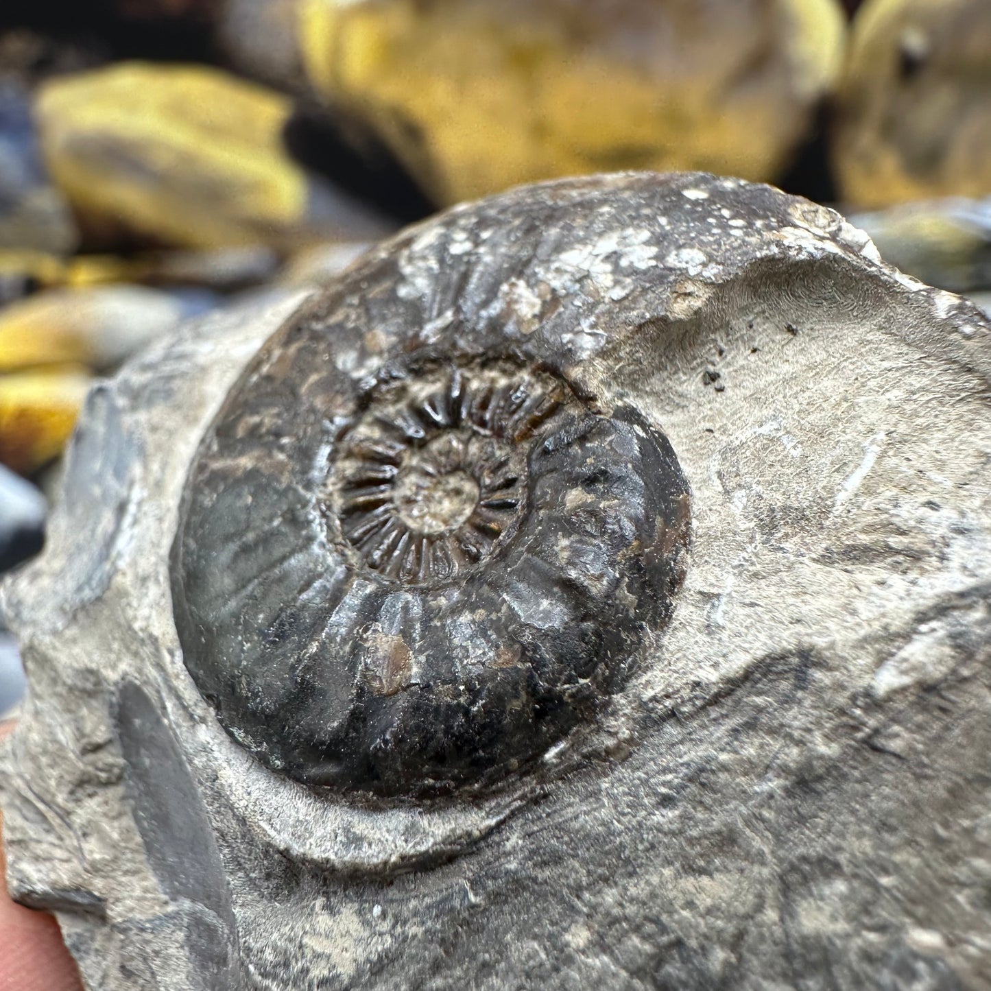 Amaltheus striatus ammonite fossil - Whitby, North Yorkshire