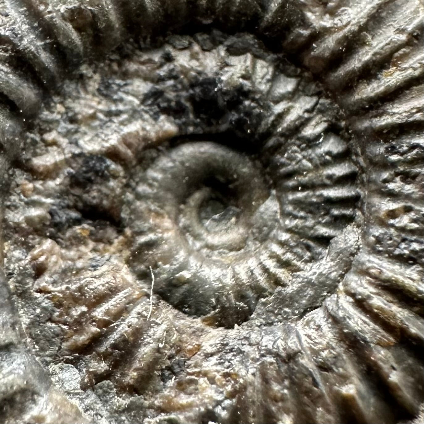 Dactylioceras Ammonite Fossil Gift Set - Whitby, North Yorkshire Jurassic Coast Yorkshire Fossils l