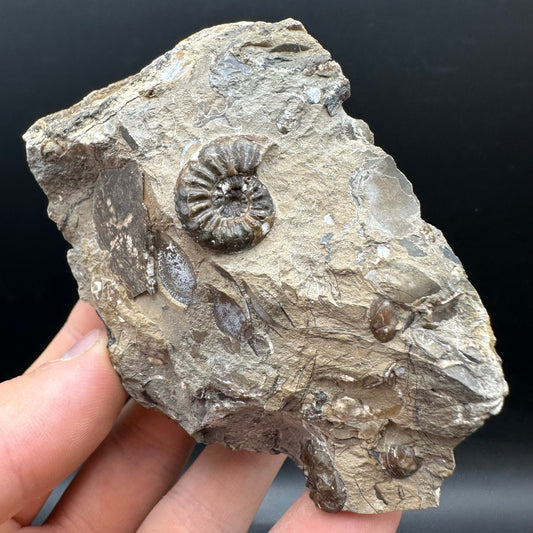 Amaltheus subnodosus Ammonite fossil with stand - Whitby, North Yorkshire Jurassic Coast Yorkshire Fossils
