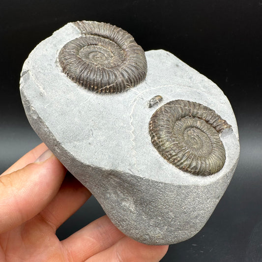 Dactylioceras Ammonite Fossil With Box And Stand - Whitby, North Yorkshire Jurassic Coast Yorkshire Fossils