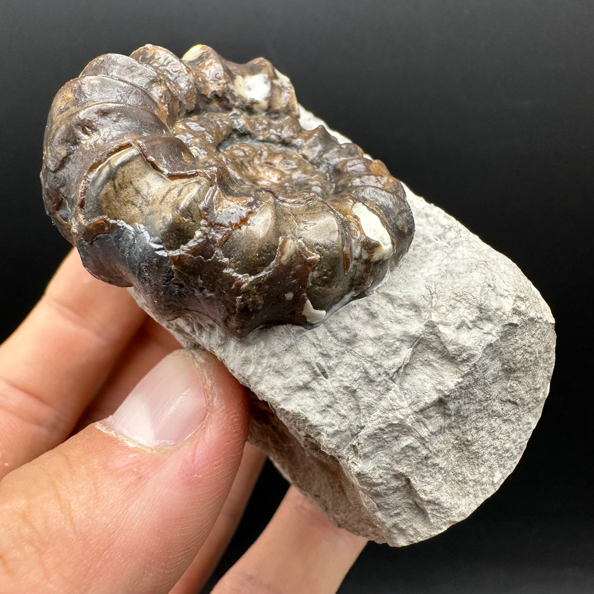 Androgynoceras maculatum ammonite fossil with box and stand - Whitby, North Yorkshire Jurassic Coast Yorkshire Fossils