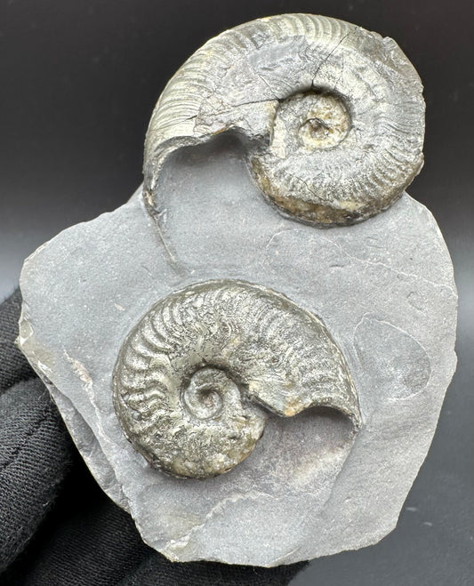 Golden Harpoceras Sp. Ammonite fossil with box and stand - Whitby, North Yorkshire Jurassic Coast Yorkshire Fossils