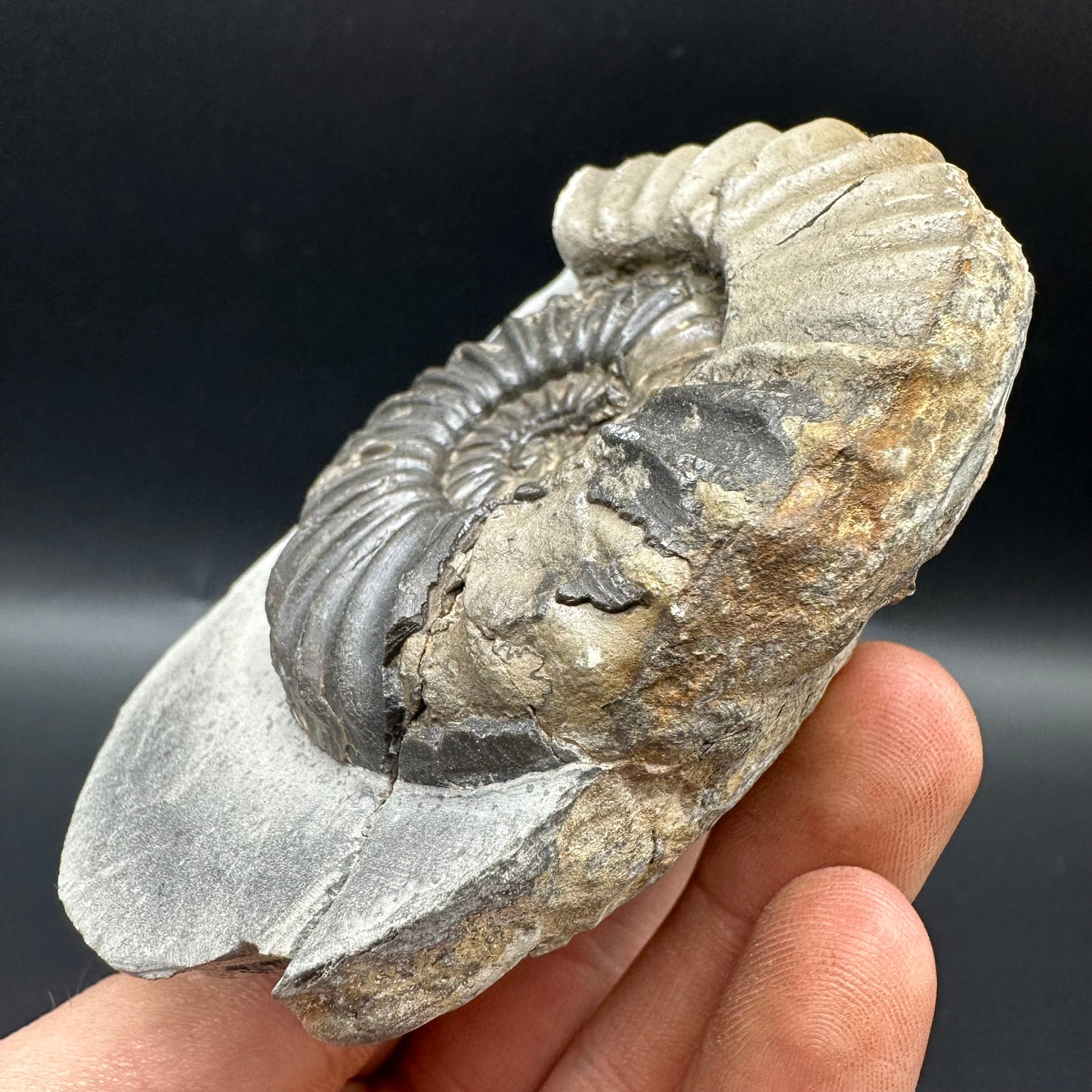 Asteroceras Ammonite fossil with box and stand - Whitby, North Yorkshire Jurassic Coast Yorkshire Fossils