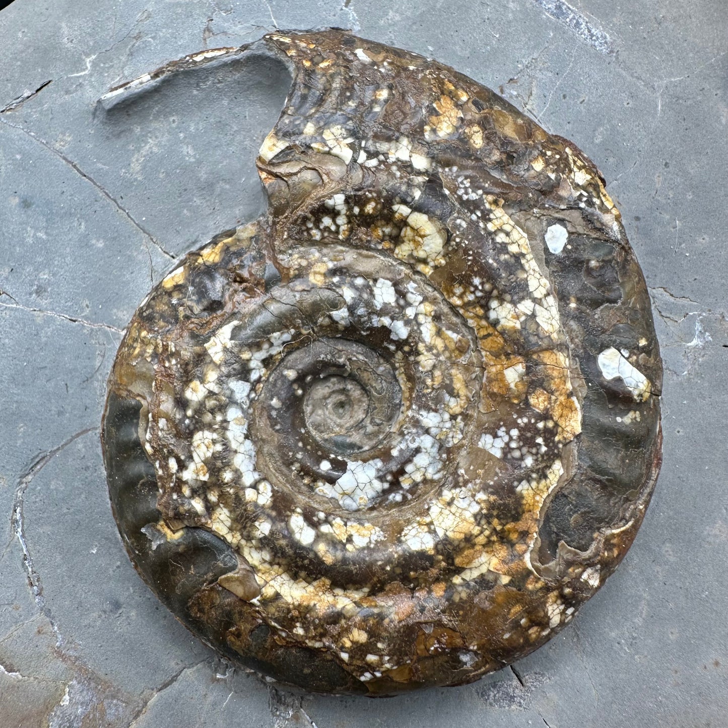 Hildoceras Bifrons Ammonite fossil with stand - Whitby, North Yorkshire Jurassic Coast, Yorkshire Fossils from the Jurassic Coast