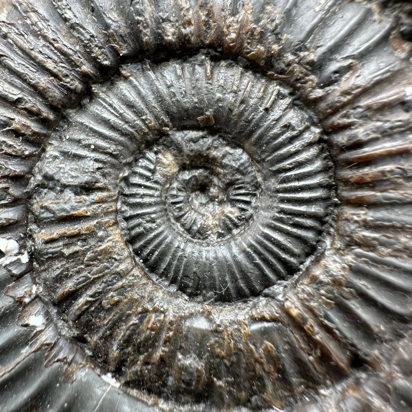 Peronoceras fibulatum ammonite fossil with box and stand - Whitby, North Yorkshire Jurassic Coast Yorkshire Fossils