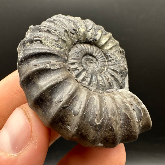 Aegasteroceras sagittarium ammonite fossil with box and stand - Whitby, North Yorkshire Jurassic Coast Yorkshire Fossils