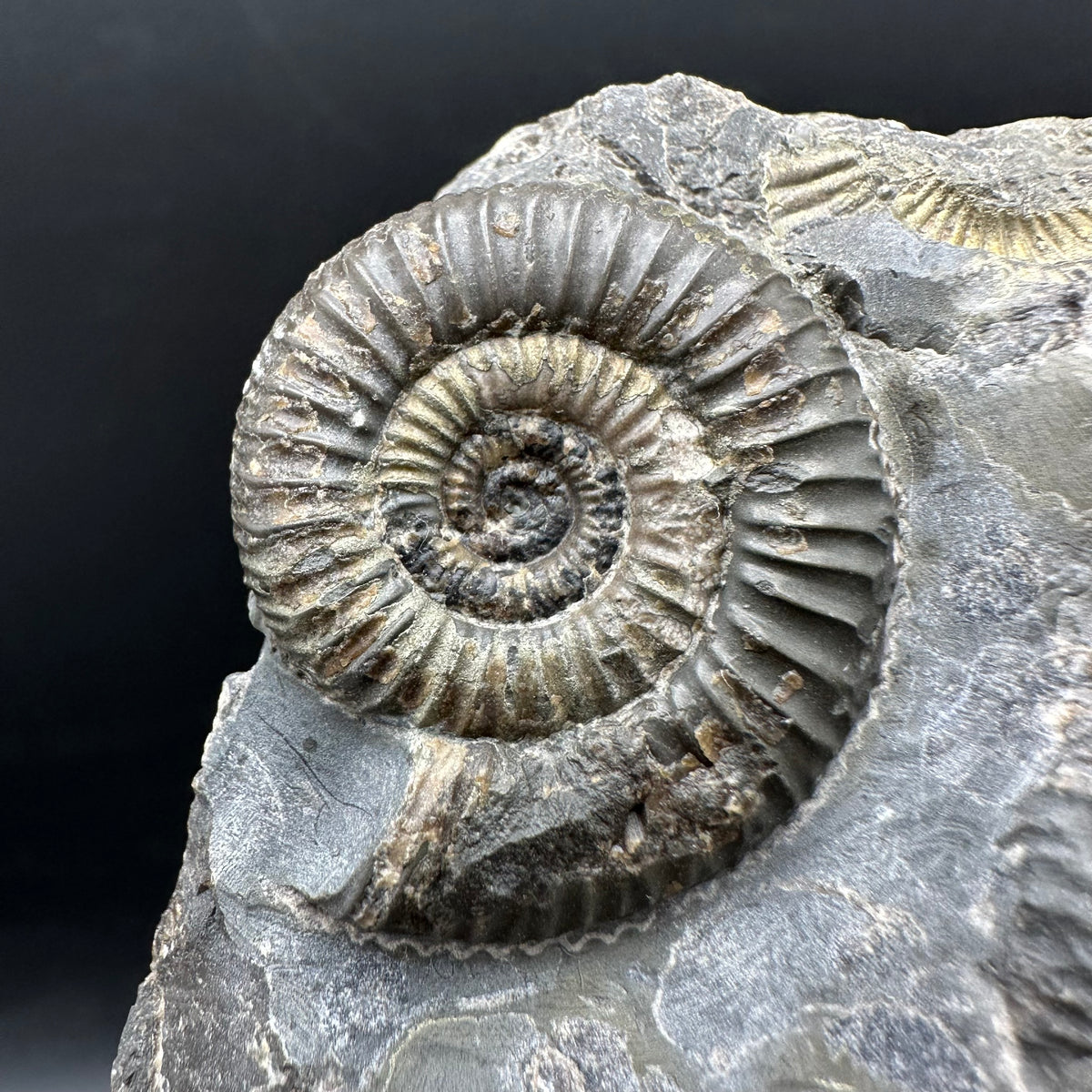 Gracile Multi-block Ammonite Fossil With Box And Stand - Whitby, North Yorkshire Jurassic Coast Yorkshire Fossils